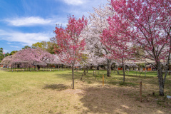 上賀茂神社櫻花Sakura at Kamigamo-jinja Shrine