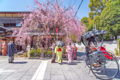 八坂神社Jasaka-jinja Shrine