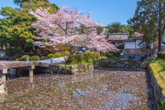 南禪寺樱花
Sakura at Nanzen-ji Temple