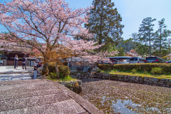 南禪寺樱花
Sakura at Nanzen-ji Temple