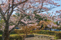 南禪寺樱花
Sakura at Nanzen-ji Temple