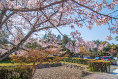 南禪寺樱花
Sakura at Nanzen-ji Temple