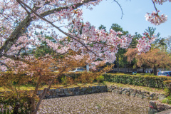 南禪寺樱花
Sakura at Nanzen-ji Temple