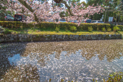 南禪寺樱花
Sakura at Nanzen-ji Temple