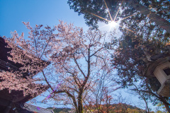 南禪寺樱花
Sakura at Nanzen-ji Temple