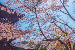 南禪寺樱花
Sakura at Nanzen-ji Temple