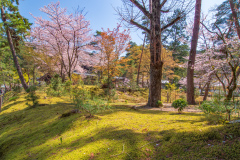 南禪寺樱花
Sakura at Nanzen-ji Temple