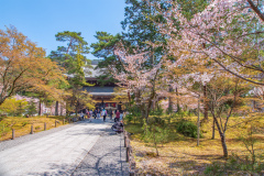 南禪寺樱花
Sakura at Nanzen-ji Temple