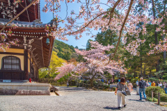 南禪寺樱花
Sakura at Nanzen-ji Temple