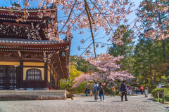 南禪寺樱花
Sakura at Nanzen-ji Temple