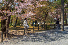 南禪寺鲁莽的遊客
Reckless tourist stepping on to fenced off area in Nanzen-ji Temple