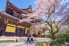 南禪寺樱花
Sakura at Nanzen-ji Temple