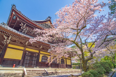 南禪寺樱花
Sakura at Nanzen-ji Temple