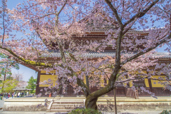 南禪寺樱花
Sakura at Nanzen-ji Temple