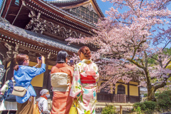 南禪寺樱花
Sakura at Nanzen-ji Temple