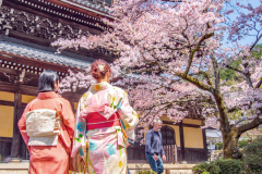 南禪寺樱花
Sakura at Nanzen-ji Temple