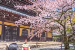 南禪寺樱花
Sakura at Nanzen-ji Temple