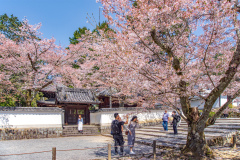 南禪寺樱花
Sakura at Nanzen-ji Temple