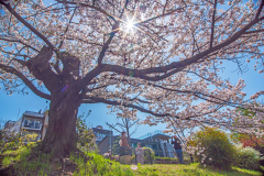 鴨川祇園四條