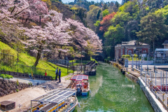 琵琶湖疏水-蹴上傾斜鐵路交滙處樱花Sakura at Junction of Lake Biwa Canal and Keage Incline