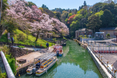 琵琶湖疏水-蹴上傾斜鐵路交滙處樱花Sakura at Junction of Lake Biwa Canal and Keage Incline