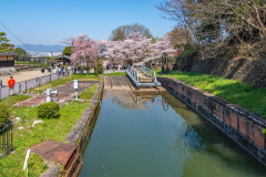 琵琶湖疏水-蹴上傾斜鐵路交滙處樱花Sakura at Junction of Lake Biwa Canal and Keage Incline