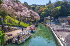 琵琶湖疏水-蹴上傾斜鐵路交滙處樱花Sakura at Junction of Lake Biwa Canal and Keage Incline