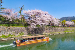 琵琶湖疏水樱花Sakura at Lake Biwa Canal