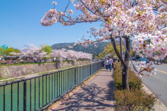 琵琶湖疏水樱花Sakura at Lake Biwa Canal