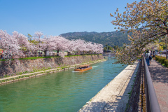 琵琶湖疏水樱花Sakura at Lake Biwa Canal