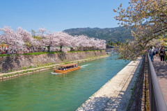 琵琶湖疏水樱花Sakura at Lake Biwa Canal