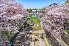 琵琶湖疏水樱花Sakura at Lake Biwa Canal