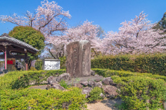 蹴上傾斜鐵路樱花Sakura at Keage Incline