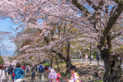 蹴上傾斜鐵路樱花Sakura at Keage Incline