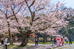 蹴上傾斜鐵路樱花Sakura at Keage Incline