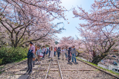 蹴上傾斜鐵路樱花Sakura at Keage Incline