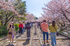 蹴上傾斜鐵路樱花Sakura at Keage Incline