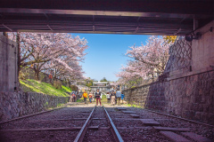 蹴上傾斜鐵路樱花Sakura at Keage Incline