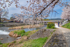 鴨川公園櫻花Sukura at Kamogawa Park