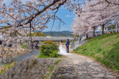 鴨川公園櫻花Sukura at Kamogawa Park