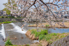 鴨川公園櫻花Sukura at Kamogawa Park