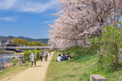 鴨川公園櫻花Sukura at Kamogawa Park