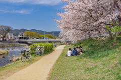 鴨川公園櫻花Sukura at Kamogawa Park