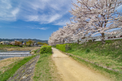 鴨川公園櫻花Sukura at Kamogawa Park