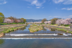 鴨川公園櫻花Sukura at Kamogawa Park