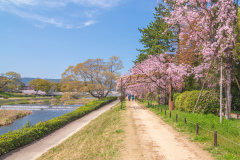 鴨川公園櫻花Sukura at Kamogawa Park