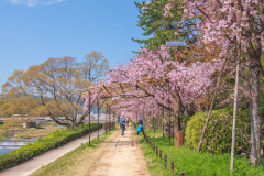 鴨川公園櫻花Sukura at Kamogawa Park