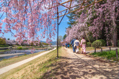 鴨川公園櫻花Sukura at Kamogawa Park