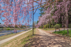 鴨川公園櫻花Sukura at Kamogawa Park