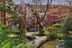 Sakura in the Courtyard of Civil Engineering Building